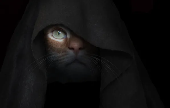Кот, глаз, капюшон