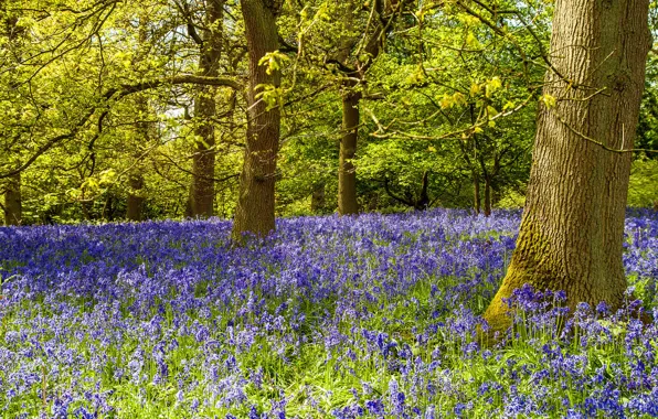 Картинка лес, трава, деревья, цветы