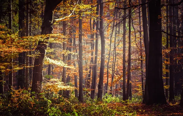 Картинка осень, лес, листья, солнце, деревья, листва