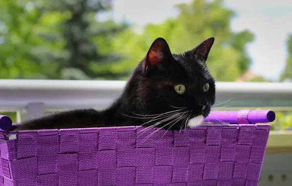 Кошка, кот, черный, корзинка