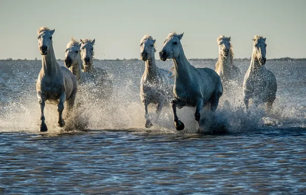 Вода, брызги, кони, лошади