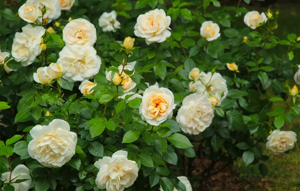 Картинка flower, roses, blooming