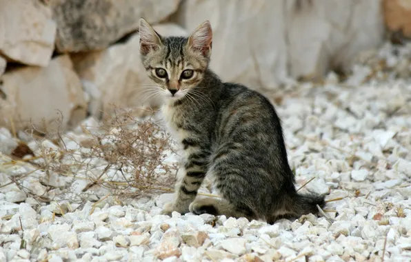 Кошка, кот, камни, котенок, серый, полосатый, cat