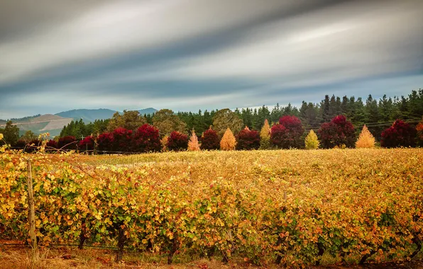 Картинка осень, небо, листья, облака, деревья, виноградник, багрянец