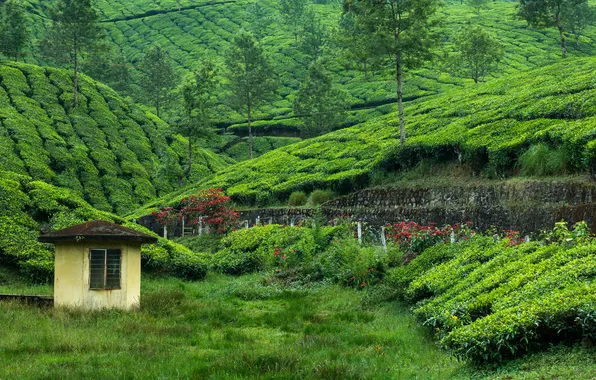 Картинка природа, чайная плантация, Western Ghats, southern India