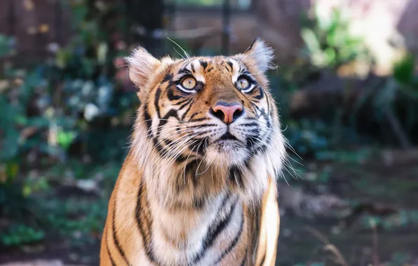 Картинка кошка, взгляд, морда, тигр, суматранский