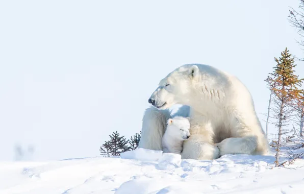 Картинка зима, снег, медвежонок, детёныш, медведица, Белые медведи, Полярные медведи