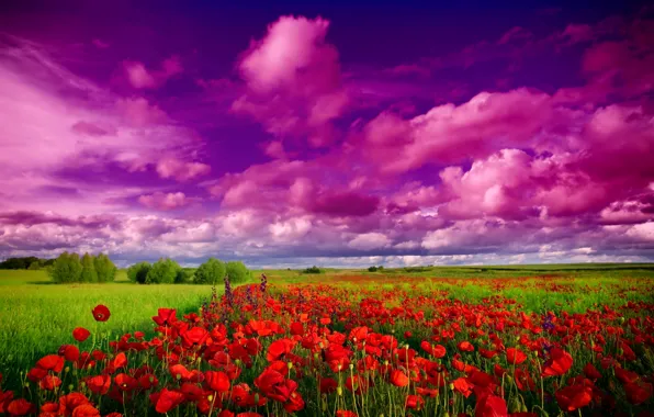 Картинка поле, небо, трава, облака, деревья, пейзаж, маки, красные