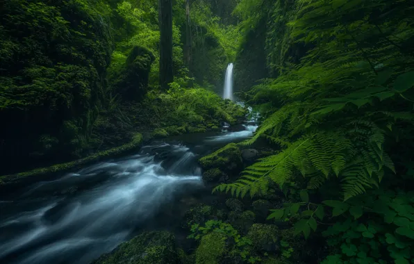 Картинка лес, деревья, природа, река, ручей, водопад, зелёный фон