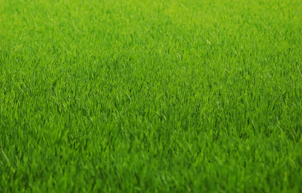 Картинка зелень, трава, газон, green, цвет, Текстура