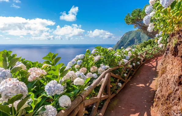 Картинка цветы, горы, океан, дорожка, Азорские острова, Sao-Miguel, Acores
