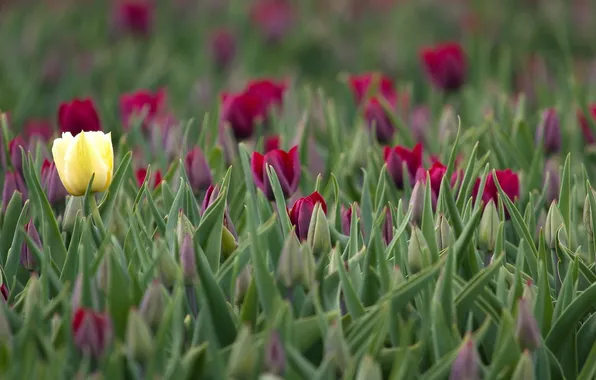 Цветы, природа, тюльпаны