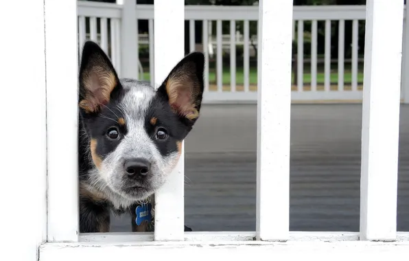 Картинка друг, забор, собака