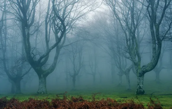 Лес, пейзаж, природа, туман