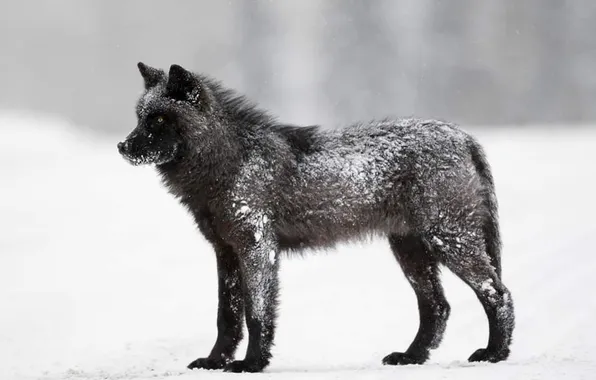 Картинка nature, snow, predator, face, animal, wolf, wildlife, portrait