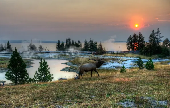 Картинка трава, пейзаж, природа, парк, HDR, олень, США, Wyoming