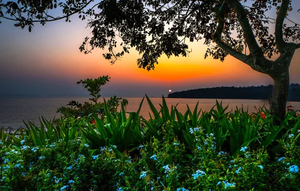 Картинка море, пляж, закат, цветы, дерево, берег, вечер, Индия