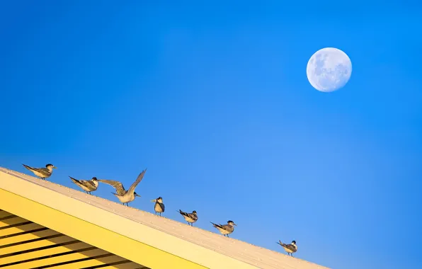 Картинка крыша, небо, птицы, луна