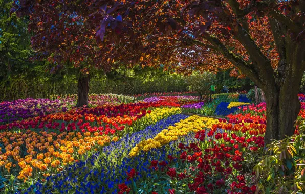 Картинка деревья, цветы, парк, тюльпаны