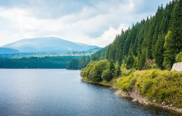 Forest, trees, lake