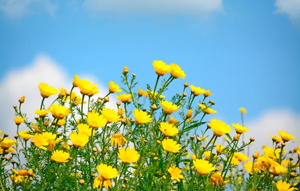 Картинка поле, небо, солнце, весна, yellow, flowers, spring, цветы полевые