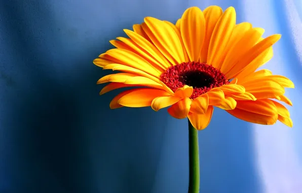 Картинка цветок, оранжевый, фон