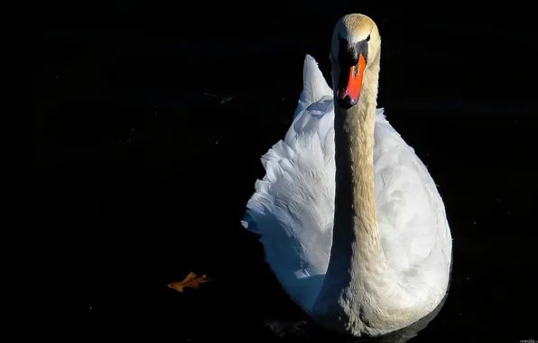 Вода, природа, лист, птица, лебедь, водоем