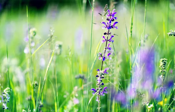 Картинка лето, трава, цветы, фокус, размытость, фиолетовые, полевые, львиный зев
