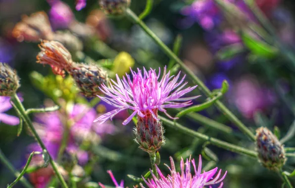 Flower, meadow, blooming