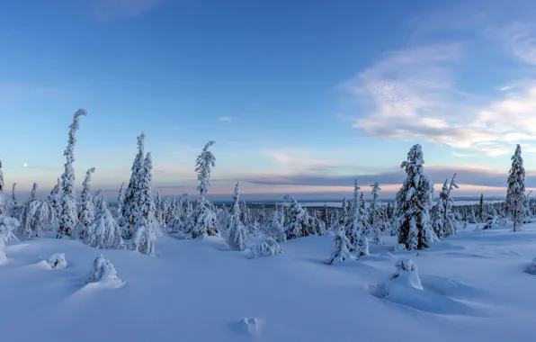 Картинка forest, panorama, snow, Finland