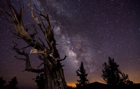 Картинка небо, деревья, ночь, выдержка, Млечный путь, победитель конкурса астрономической фотографии :-)