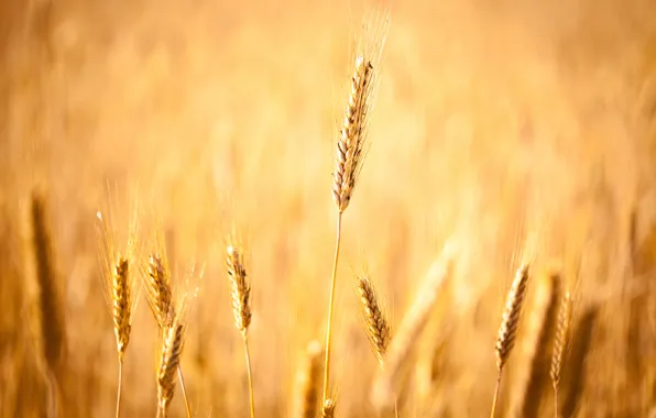 Картинка пшеница, поле, осень, зерно, поля, зерна, фокус, урожай