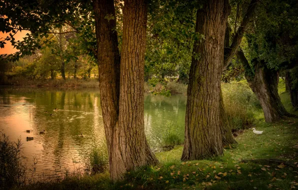 Картинка деревья, пруд, утки, испания, nature, Spain, лес., pond
