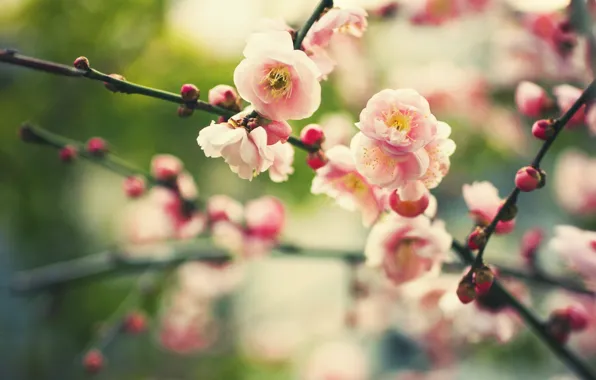 Цветы, природа, ветви, растение, весна, размытость, бутоны, цветение