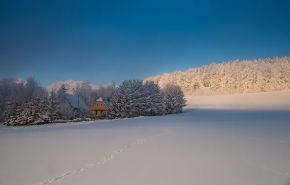 Зима, лес, небо, следы, дом, Снег