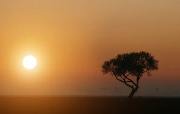 Картинка туман, дерево, Солнце