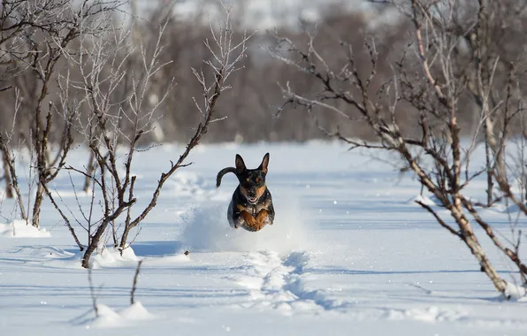 Картинка снег, собака, бег