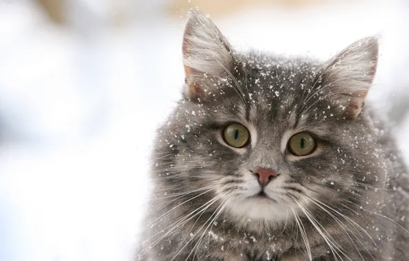 Картинка зима, кошка, снежинки, обои