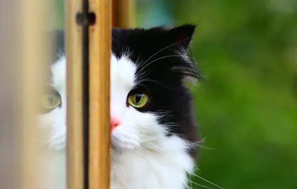 Картинка кошка, фон, окно