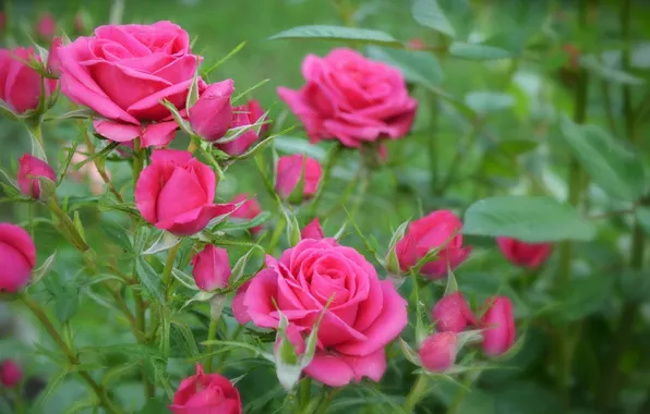 Боке, Bokeh, Pink roses, Розовые розы