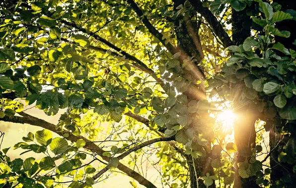 Картинка лето, листья, свет, деревья, природа