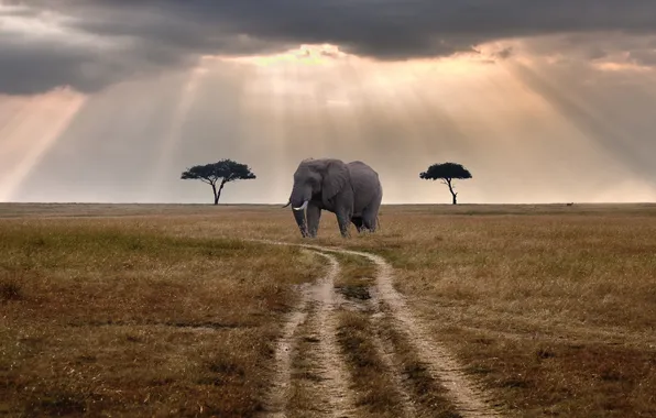 Картинка дорога, лучи, тучи, слон, солнечные, Кения
