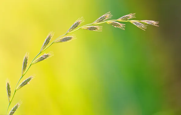 Свет, природа, растение, колосья