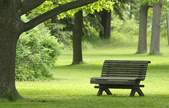 Green, relax, grass, landscape, nature, park, tree, bench