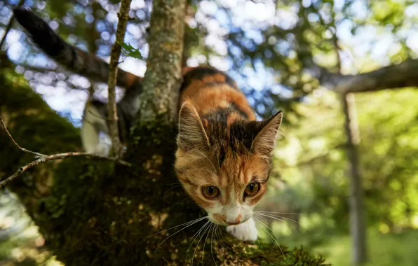 Кошка, взгляд, морда, ветки, природа, поза, котенок, дерево