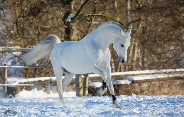 Картинка белый, конь, лошадь, бег, грация, позирует, игривый, (с) OliverSeitz