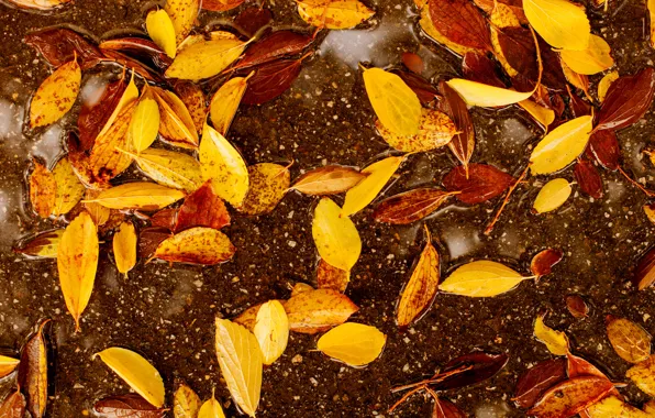 Картинка осень, листья, colorful, autumn, leaves, осенние