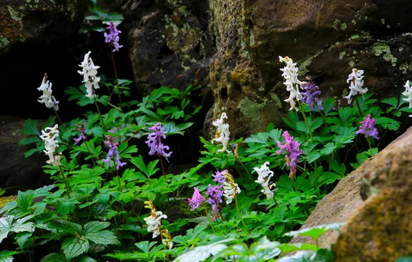 Flower, garden, stones