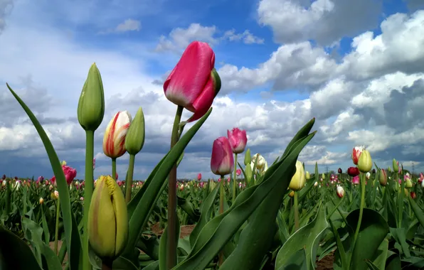 Картинка поле, небо, облака, тюльпаны