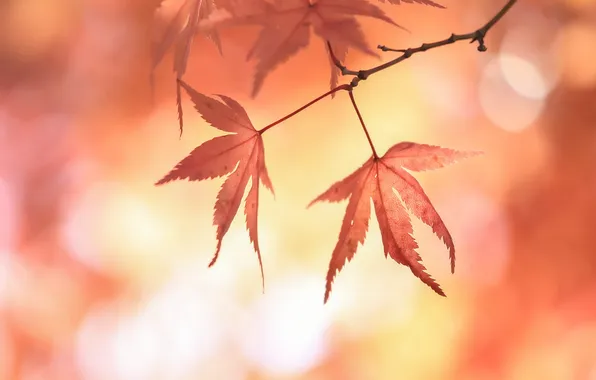 Картинка листья, блики, ветка, красные, японский клен